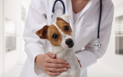 Tips for Low Stress Vet Visits