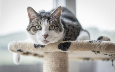 Reducing Stress for Indoor Cats