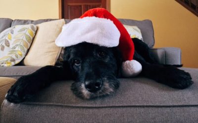 Holiday Hazards For Your Pets