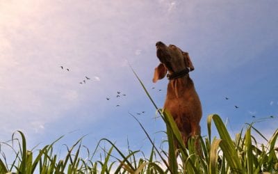 Rainbow Bridge Remembrance Day