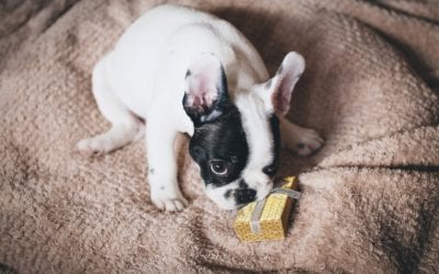 Top Holiday Gift Ideas for Your Pet