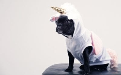 Halloween Costume Safety Tips for Your Pet