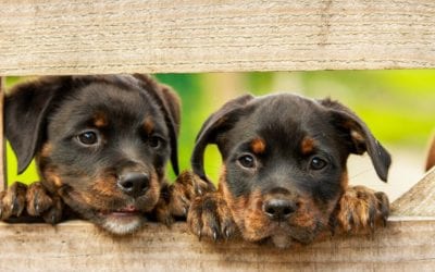 The First Year for Your Puppy or Kitten