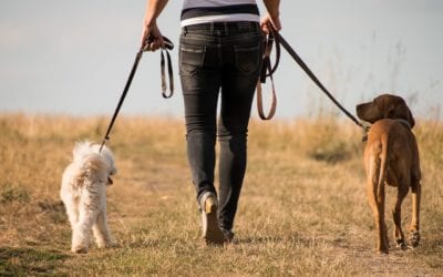 How to Teach Your Dog to Focus on Walks