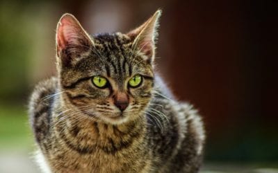 Are Your Cat’s Hairballs Normal?