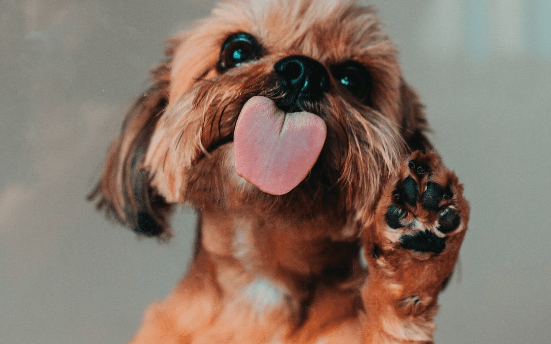 Shih tzu keeps licking sales paws