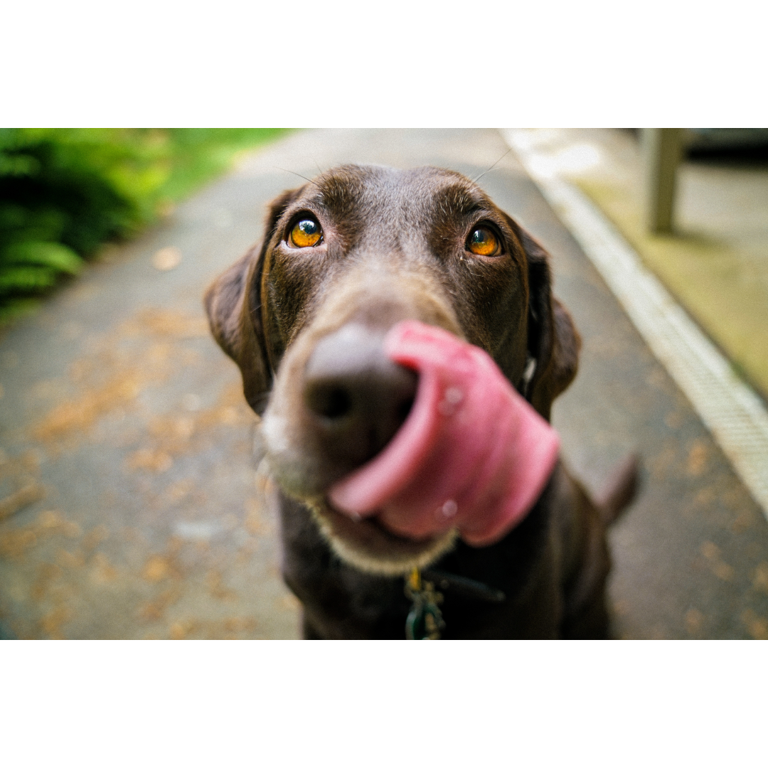 what-can-i-feed-my-pet-on-thanksgiving-harbor-view-veterinary-hospital