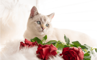 Four Ways To Share Valentine’s Day Love With Your Pet