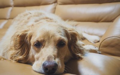 Ways To Recognize Signs of Pain in Your Pet