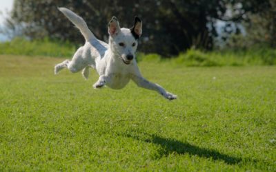 How Much Daily Exercise Your Pet Requires