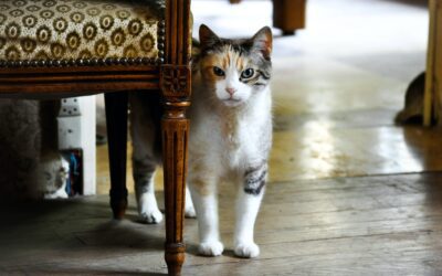 The Complete Guide to Acclimating a New Cat to Your Home
