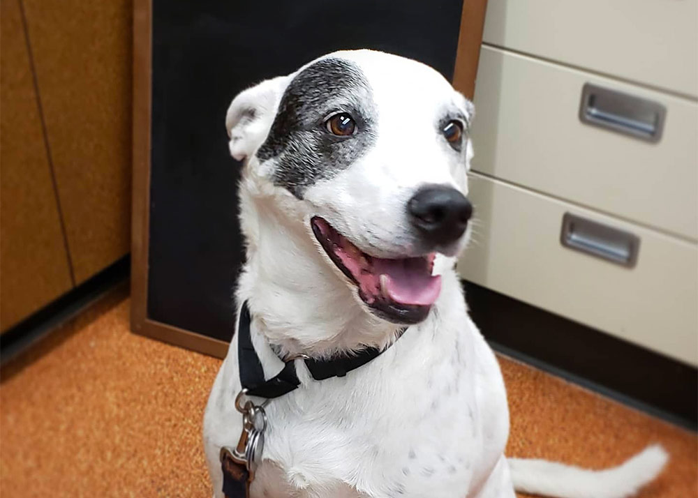 happy black and white dog at Harbor View Veterinary Hospital