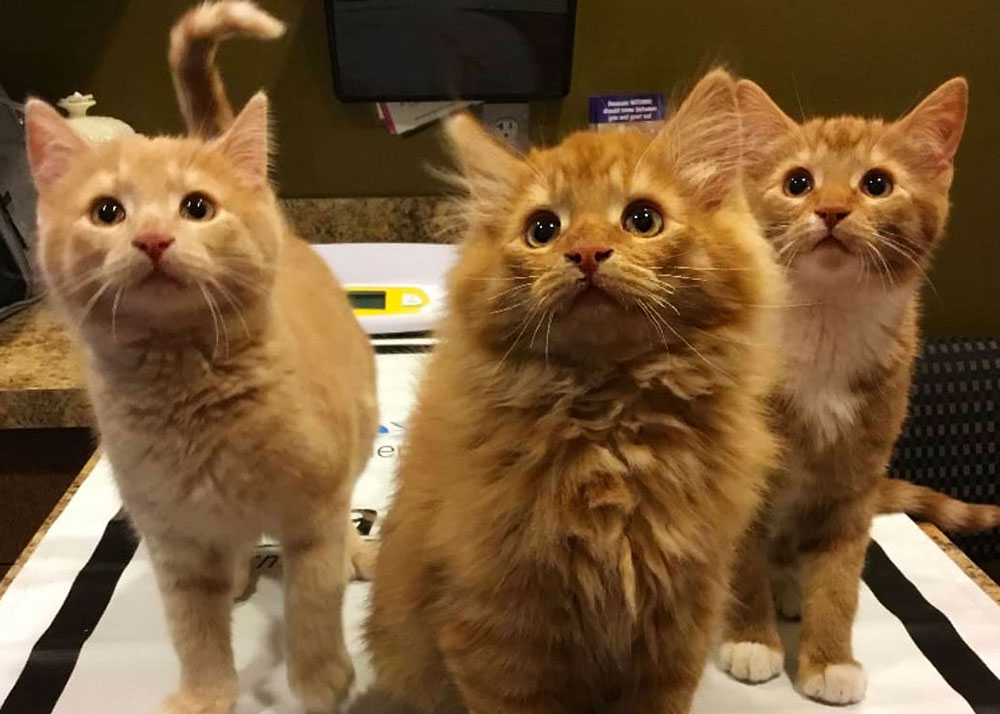 three curious orange tabby cats