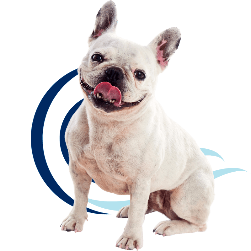 white frenchie dog in front of wavy design element