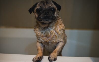 Picking the Appropriate Shampoo for Your Canine’s Skin and Coat Care