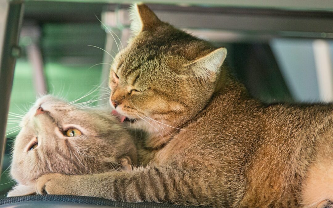 Two cats cuddling up together