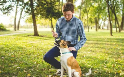 Ensuring Pet Safety: Training Tips for Protecting Against Toxins