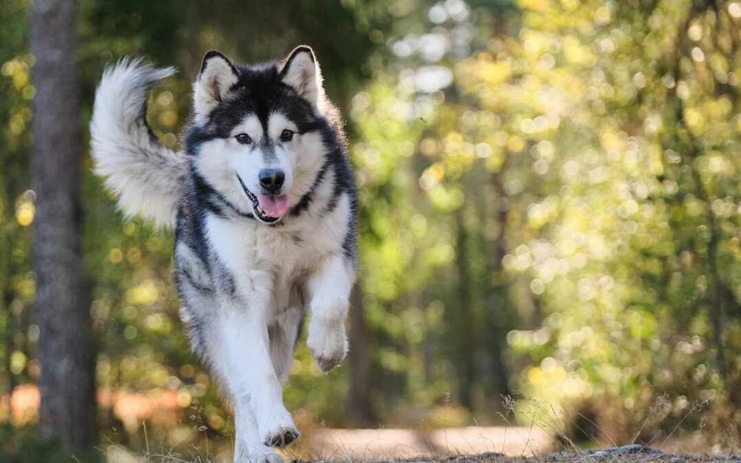 Husky running through grass