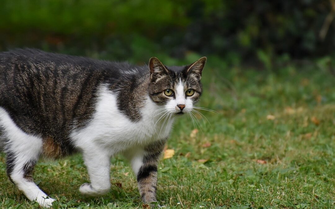 Grey and white cat walking in grass