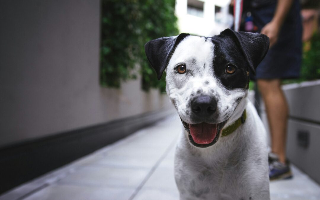 White and black American pit bull terrier