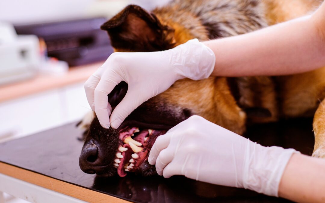 German Shephard getting teeth checked